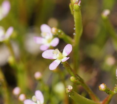 Stylidium despectum