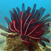 Beautiful Feather Star - Photo (c) krkzv, some rights reserved (CC BY-NC), uploaded by krkzv