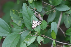 Conchylodes salamisalis