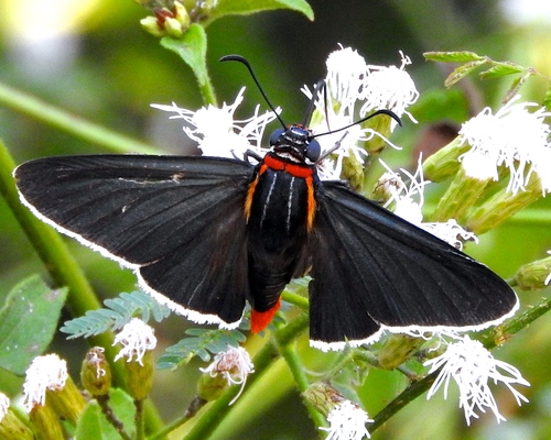 Red-collared Firetip