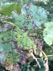 Cercospora moricola