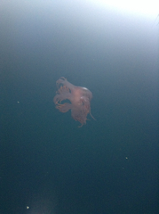 Dendronotus rufus