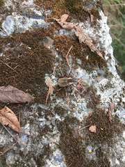 Dicronocephalus uenoi