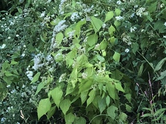 Ageratina altissima
