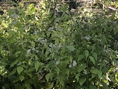 Ageratina altissima
