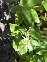 Galinsoga quadriradiata