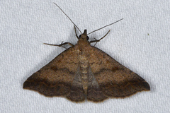 Tetanolita palligera