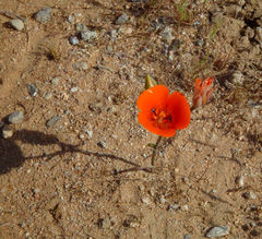 Calochortus kennedyi