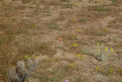Calochortus kennedyi