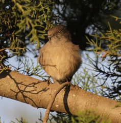 Melaenornis chocolatinus