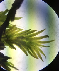 Fissidens grandifrons