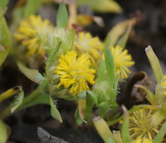 Triptilodiscus pygmaeus