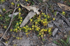 Triptilodiscus pygmaeus