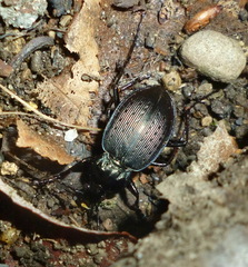Carabus goryi