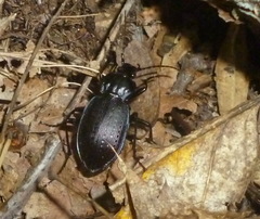 Carabus goryi