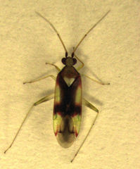 Zanchius rubicrux