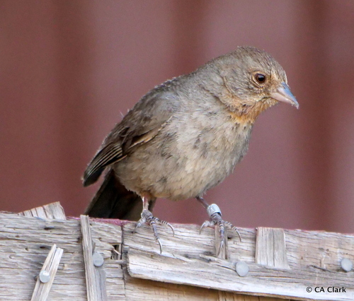 iNaturalist observation photo of California Towhee