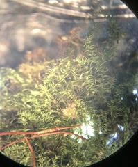 Campylophyllopsis hispidula