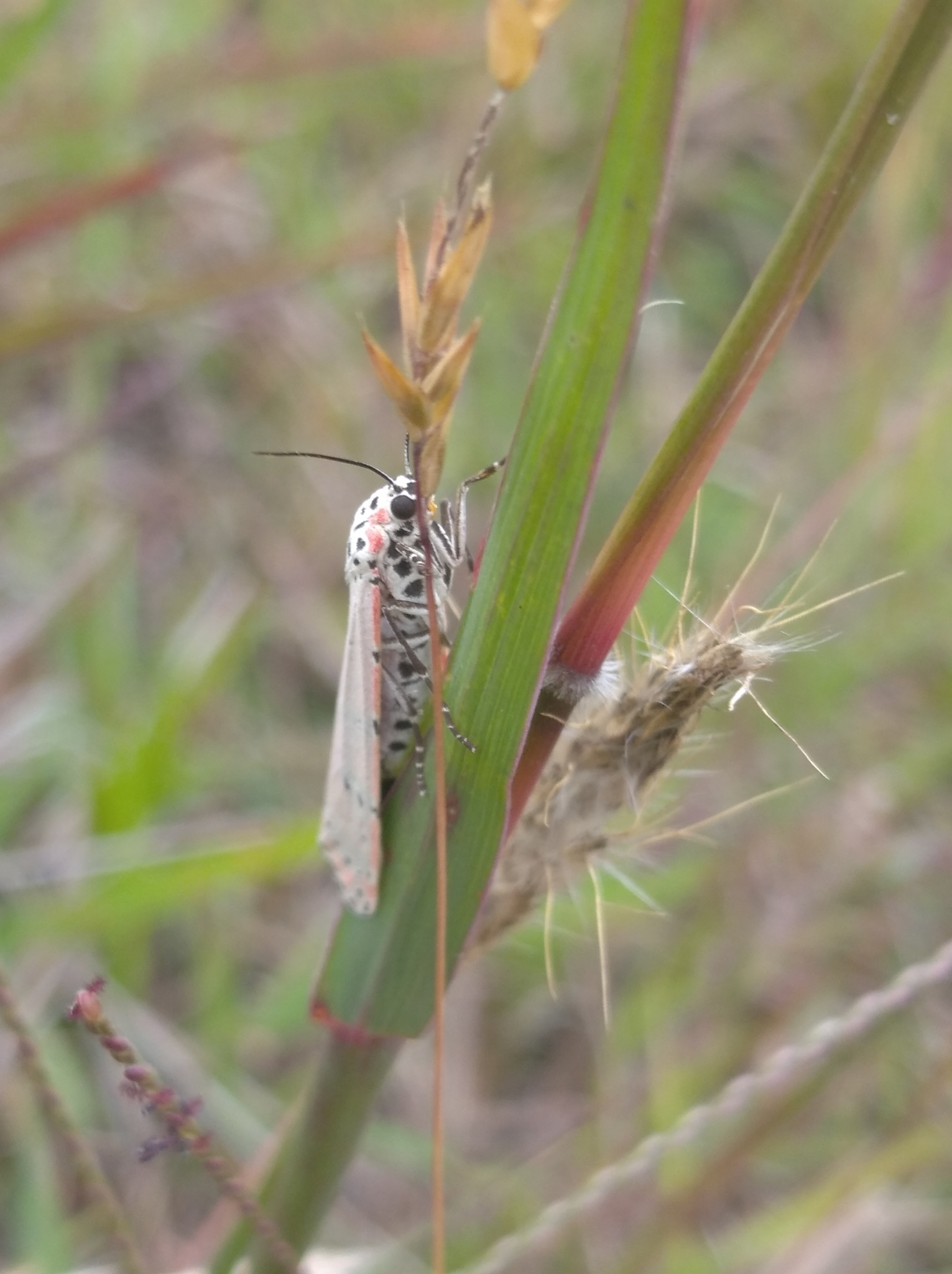Utetheisa ornatrix image