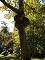 Platanus × hispanica