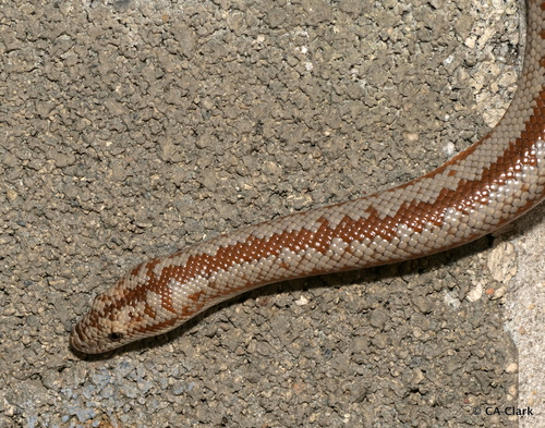 iNaturalist observation photo of Coastal Rosy Boa