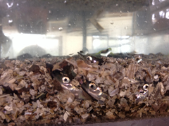 Ammodytes hexapterus