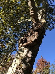 Platanus × hispanica