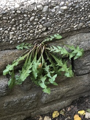 Taraxacum officinale