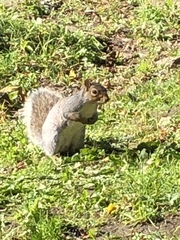 Sciurus carolinensis