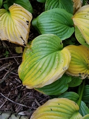 Hosta