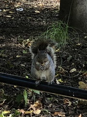 Sciurus carolinensis