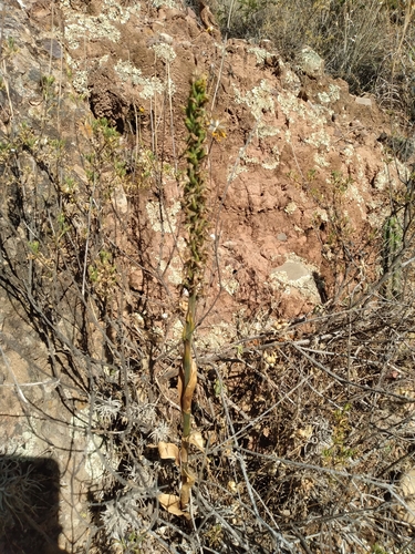 Odontorrhynchus alticola, photograph 2