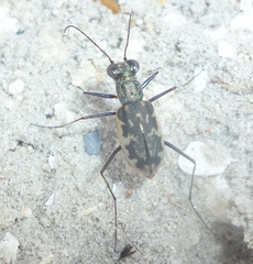 Ellipsoptera marginata image