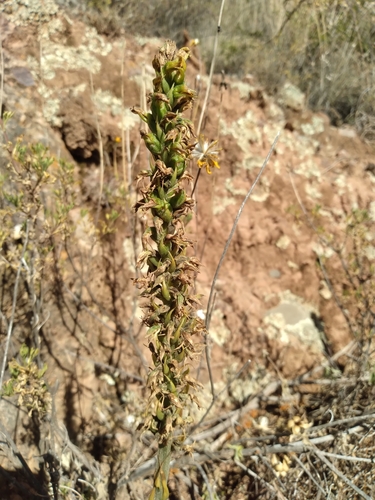 Odontorrhynchus alticola, photograph 3