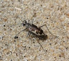 Ellipsoptera puritana