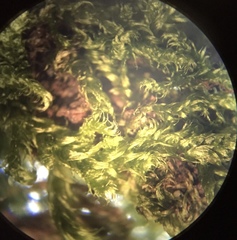 Brachythecium erythrorrhizon