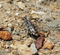 Ellipsoptera puritana