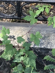 Ampelopsis glandulosa