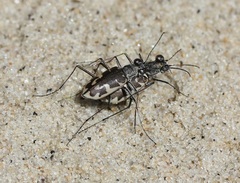 Ellipsoptera puritana