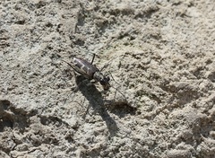 Ellipsoptera puritana