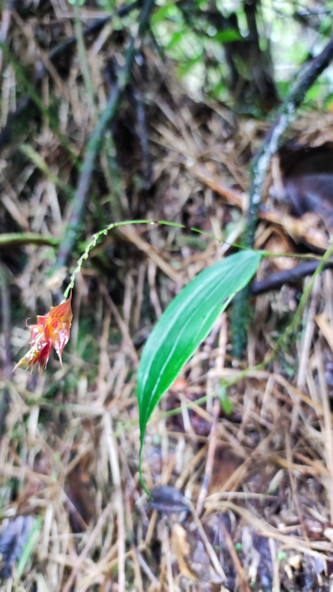 Lepanthes image