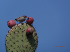 Spizella atrogularis