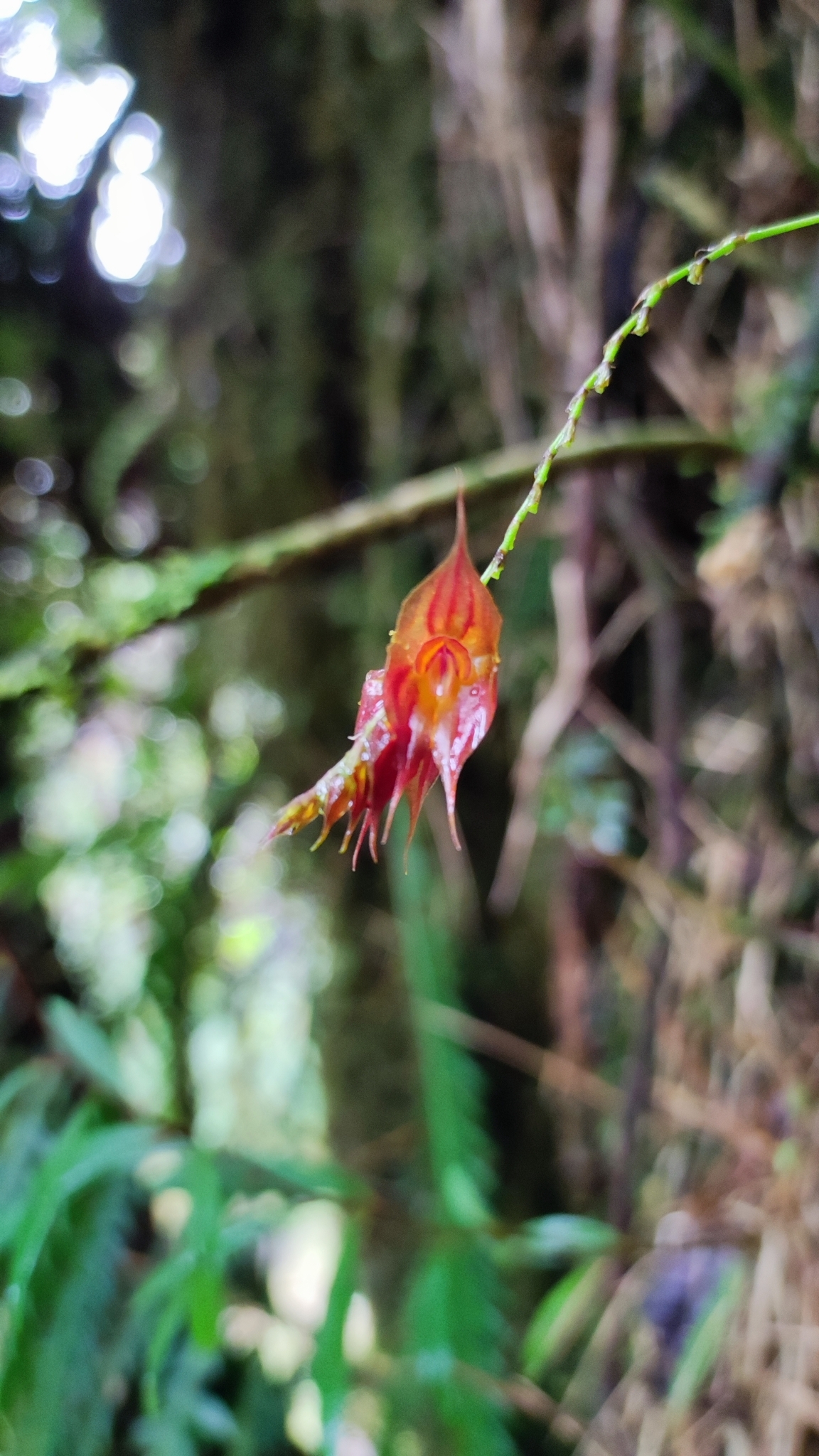 Lepanthes hirtzii image