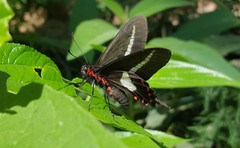 Parides proneus