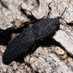 Lacon punctatus