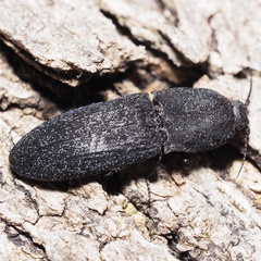 Lacon punctatus