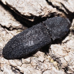 Lacon punctatus