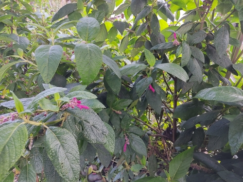 Image of Salvia tortuosa by (c) sandy-espinozaf, some rights reserved (CC BY)