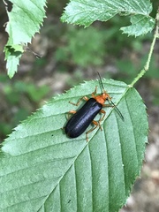 Neopyrochroa flabellata