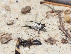 Habroscelimorpha dorsalis